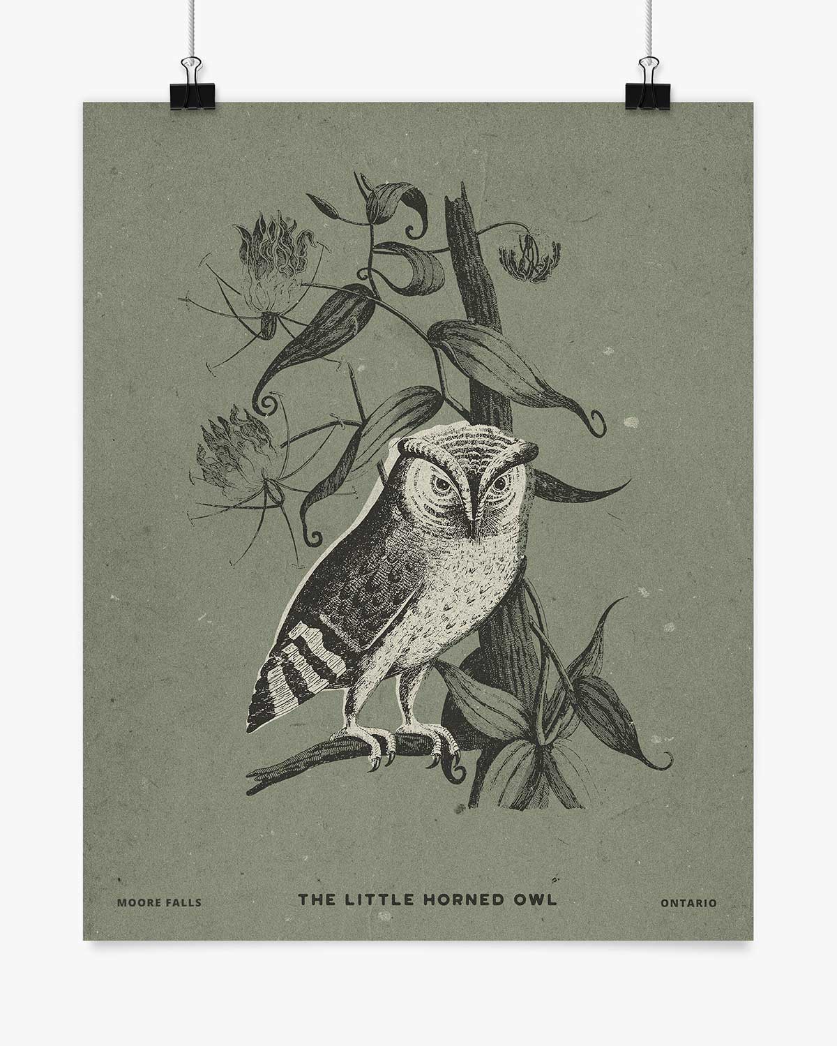 The Little Horned Owl - Moore Falls - Wall Art
